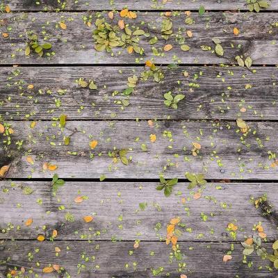 فلسطين: الضفة الغربية 207