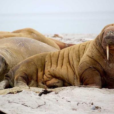 العالم: المناخ 760